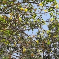 Handroanthus chrysotrichus טבבויה צהובה  