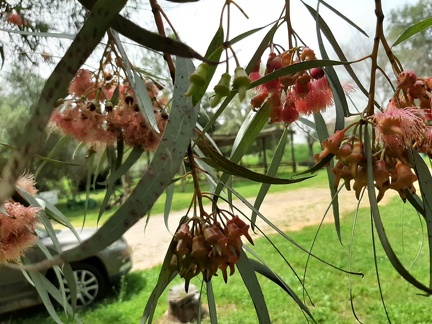 Eucalyptus torquata אקליפטוס הצווארון