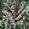 Melaleuca elliptica A  מללויקה סגלגלה