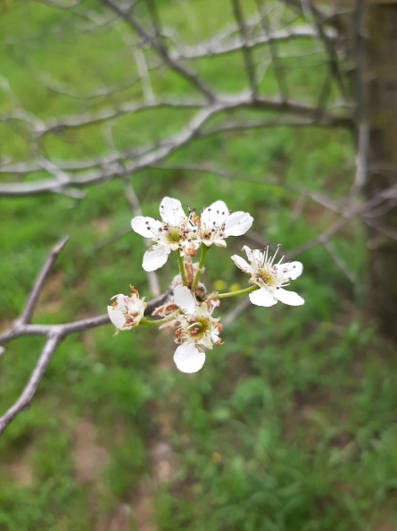 Pyrus calleryana אגס קלרי.jpg