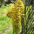 Hakea chordophylla הקיאה צהובת שיבולים