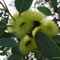 Eucalyptus woodwardii אקליפטוס וודוורד