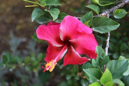 hibiscus rosa sinensis היביסקוס סיני