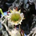 cereus peruvianus monstrose צראוס פרואני  מפלצתי A