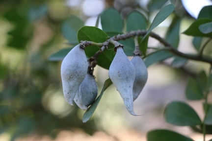 sophora secundiflora סופורה אמריקאית A