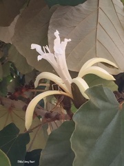 Pterospermum acerifolium כנוף זרע אדרי