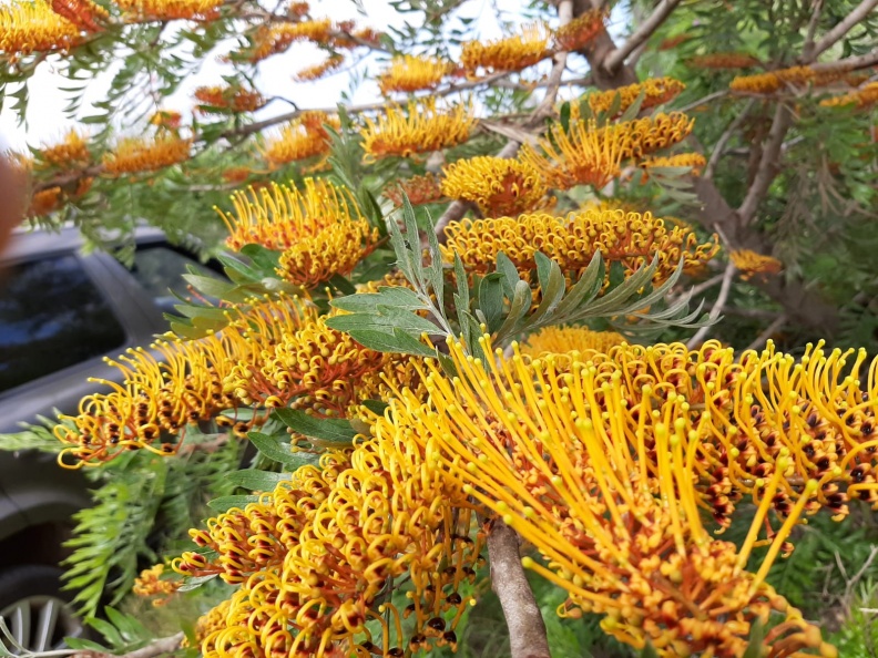 Grevillea robusta גרווילאה חסונה.jpg