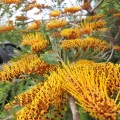 Grevillea robusta גרווילאה חסונה.jpg