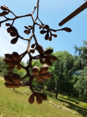 Eucalyptus Torelliana אקליפטוס טורלי
