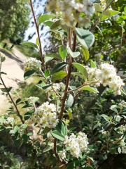 Cotoneaster pannosus חבושית לבידה