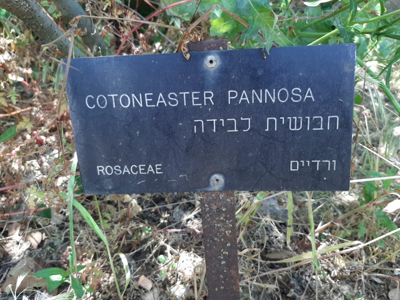 Cotoneaster pannosus חבושית לבידה שלט.jpg