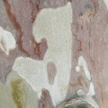 Platanus racemosa דולב קליפורני