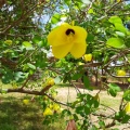 Bauhinia tomentosa בוהיניה לבידה.jpg