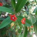 Jacquinia  aurantiaca ג'קיניה זהובה