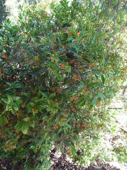 Jacquinia  aurantiaca ג'קיניה זהובה.jpg