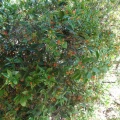 Jacquinia  aurantiaca ג'קיניה זהובה