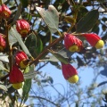 Eucalyptus forrestiana אקליפטוס חלק.jpg