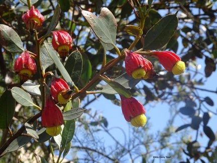 Eucalyptus forrestiana אקליפטוס חלק