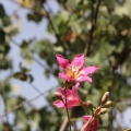 chorisia speciosa C.jpg