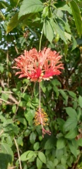 hibiscus schizopetalus היביסקוס שסוע