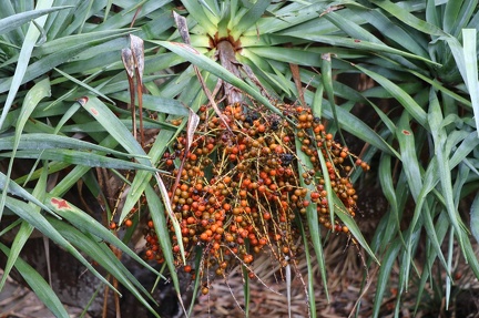 Dracaena draco Dracaena draco 2020 11 a