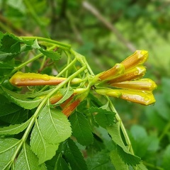 tecomaria capensis טקומית הכף