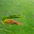 Calliandra haematocephala קליאנדרה וורודת קרקפות.jpg