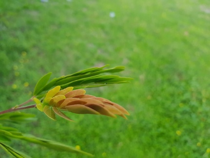 Calliandra haematocephala קליאנדרה וורודת קרקפות