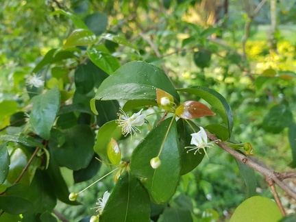 Eugenia uniflora אויגניה חד־פרחית (פיטנגה)