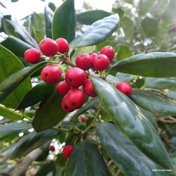 Ilex cornuta צינית קרינה