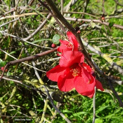 Chaenomeles japonica פריש יפני