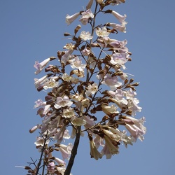 פולובנייה (פאולינה) הדורה     Paulownia tomentosa