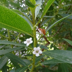 myoporum acuminatum מיופורון מזהיר