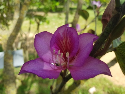 Bauhinia variegata בוהיניה מגוונת