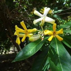 Hymenosporum flavum הינומית צהובה