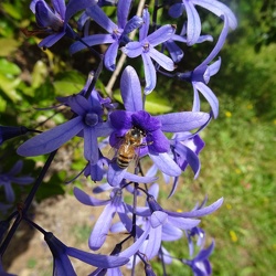 Petrea volubilis פטריאה משתרגת