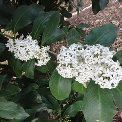 Acokanthera oblongifolia חד מאבק יפה (אקוקנתרה)