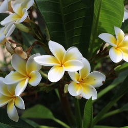 plumeria