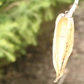 malvaviscus arboreus דבוקית מעוצה2
