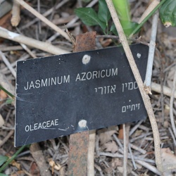 Jasminum