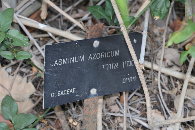 Jasminum azoricum יסמין אזורי שלט מקורי.JPG