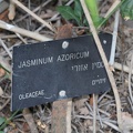 Jasminum azoricum יסמין אזורי שלט מקורי