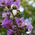 Lagerstroemia speciosa לגרסטרמיה גדולת עלים2.JPG