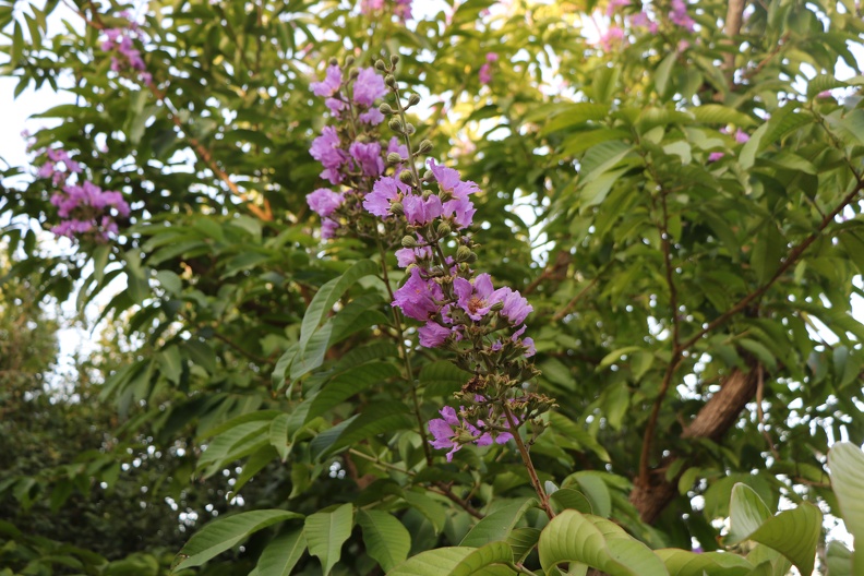 Lagerstroemia speciosa לגרסטרמיה גדולת עלים1.JPG