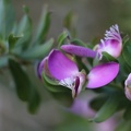 Polygala myrtifolia מרבה חלב הדסי