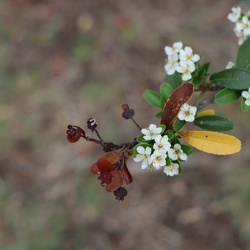 pyracantha angustifolia פירקנתה צרת עלים