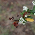 pyracantha angustifolia פירקנתה צרת עלים.JPG