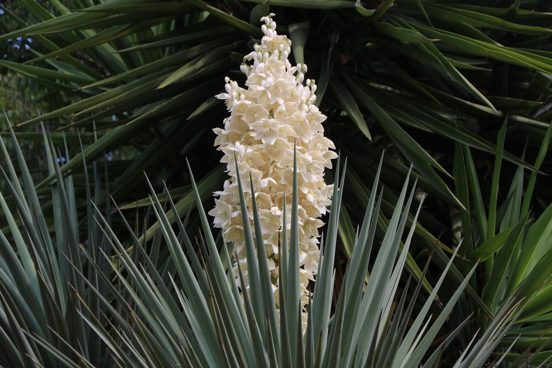 Yucca aloifolia יוקה אלואית1.JPG