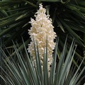 Yucca aloifolia יוקה אלואית1.JPG