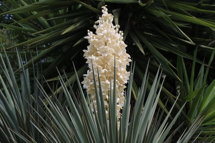 Yucca aloifolia יוקה אלואית1